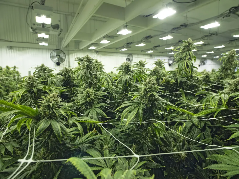 Cannabis Dispensary Security Guards Cannabis Dispensary Security Guards